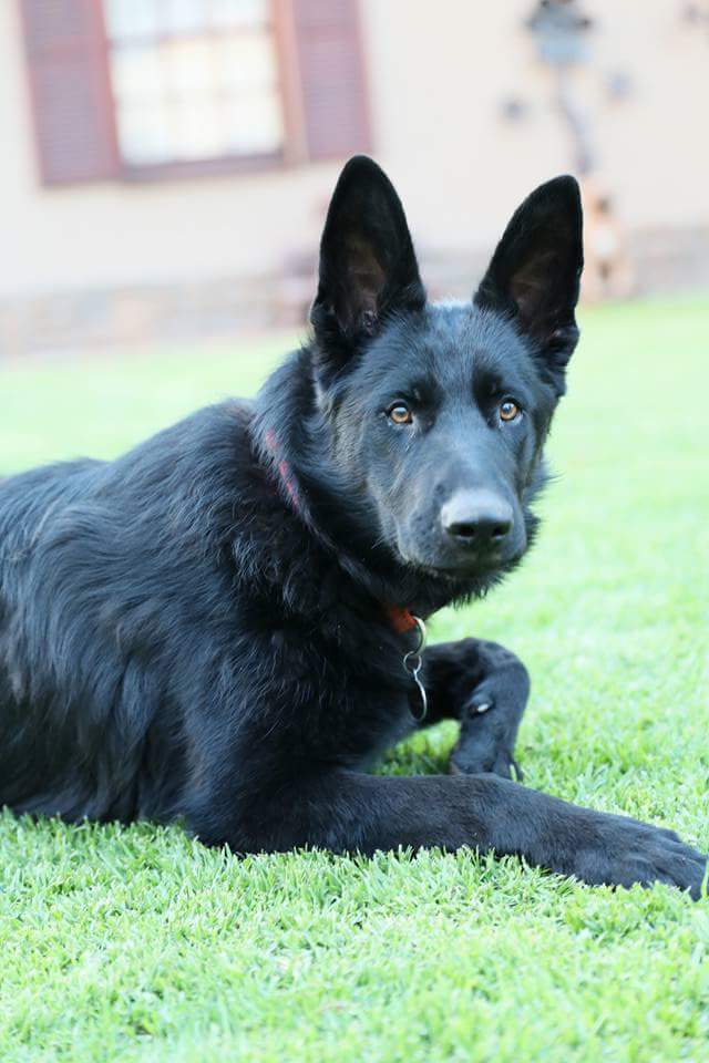 K9 Eva K9 Eva
