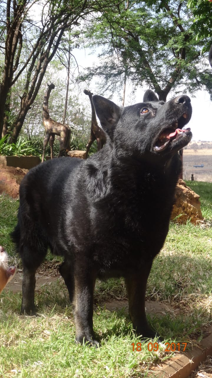K9 Hitler K9 Hitler